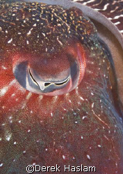 Giant cuttle fish eye. Sydney. D200, 60mm. by Derek Haslam 